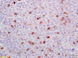 ATF1 Rabbit anti-Human, Polyclonal, Bioss 100 &mu;L; Unconjugated:Antibodies,