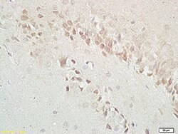 GABABR1 Rabbit anti-Human, Polyclonal, Bioss 100 &mu;L; Unconjugated:Antibodies,