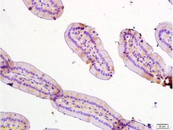 TFF3 Rabbit anti-Human, Polyclonal, Bioss 100 &mu;L; Unconjugated:Antibodies,