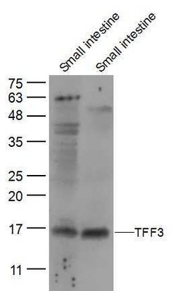 TFF3 Rabbit anti-Human, Polyclonal, Bioss 100 &mu;L; Unconjugated:Antibodies,