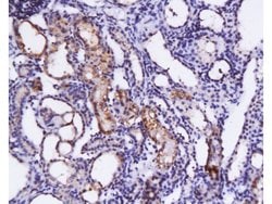 SCF Rabbit anti-Human, Polyclonal, Bioss 100 &mu;L; Unconjugated:Antibodies,