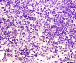 SCF Rabbit anti-Human, Polyclonal, Bioss 100 &mu;L; Unconjugated:Antibodies,