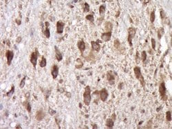 SCF Rabbit anti-Human, Polyclonal, Bioss 100 &mu;L; Unconjugated:Antibodies,