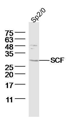 SCF Rabbit anti-Human, Polyclonal, Bioss 100 &mu;L; Unconjugated:Antibodies,