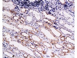 COL18A1 Rabbit anti-Human, Polyclonal, Bioss 100 &mu;L; Unconjugated:Antibodies,