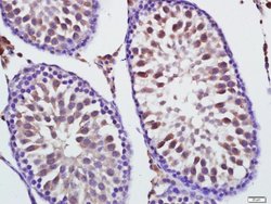 Mfn1 Rabbit anti-Human, Polyclonal, Bioss 100 &mu;L; Unconjugated:Antibodies,
