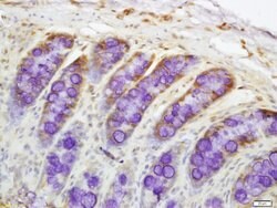 DR4 Rabbit anti-Human, Polyclonal, Bioss 100 &mu;L; Unconjugated:Antibodies,