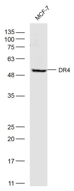 DR4 Rabbit anti-Human, Polyclonal, Bioss 100 &mu;L; Unconjugated:Antibodies,