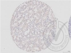 DVL1 Rabbit anti-Human, Polyclonal, Bioss 100 &mu;L; Unconjugated:Antibodies,