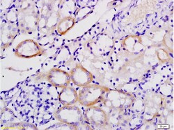 Galectin 9 Rabbit anti-Human, Polyclonal, Bioss 100 &mu;L; Unconjugated:Antibodies,