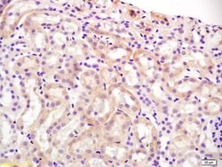 Slco1a1 Rabbit anti-Human, Polyclonal, Bioss 100 &mu;L; Unconjugated:Antibodies,