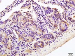 OAT-3 Rabbit anti-Human, Polyclonal, Bioss 100 &mu;L; Unconjugated:Antibodies,