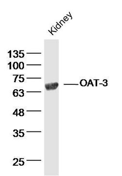 OAT-3 Rabbit anti-Human, Polyclonal, Bioss 100 &mu;L; Unconjugated:Antibodies,
