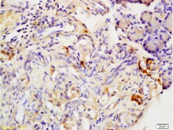 Adiponectin receptor 2 Polyclonal Antibody, Bioss 100 &mu;L; Unconjugated:Antibodies,