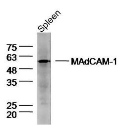 MAdCAM-1 Rabbit anti-Human, Polyclonal, Bioss 100 &mu;L; Unconjugated:Antibodies,