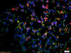 CD4 Rabbit anti-Human, Polyclonal, Bioss 100 &mu;L | Buy Online | Bioss | Fisher Scientific