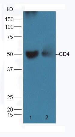 CD4 Rabbit anti-Human, Polyclonal, Bioss 100 &mu;L | Buy Online | Bioss | Fisher Scientific