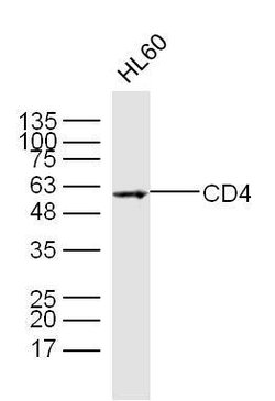 CD4 Rabbit anti-Human, Polyclonal, Bioss 100 &mu;L | Buy Online | Bioss | Fisher Scientific