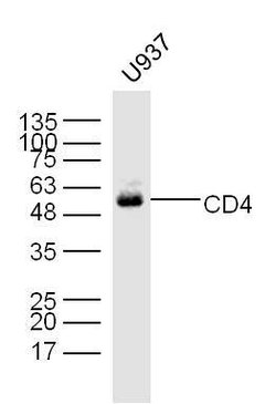 CD4 Rabbit anti-Human, Polyclonal, Bioss 100 &mu;L | Buy Online | Bioss | Fisher Scientific