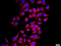 Connexin 43 Rabbit anti-Human, Polyclonal, Bioss 100 &mu;L; Unconjugated:Antibodies,