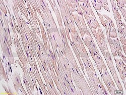 Connexin 43 Rabbit anti-Human, Polyclonal, Bioss 100 &mu;L; Unconjugated:Antibodies,