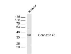 Connexin 43 Rabbit anti-Human, Polyclonal, Bioss 100 &mu;L; Unconjugated:Antibodies,