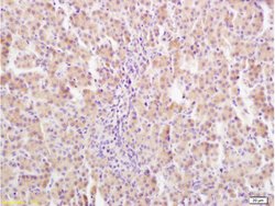 GHR Rabbit anti-Human, Polyclonal, Bioss 100 &mu;L; Unconjugated:Antibodies,