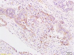 B7H4 Rabbit anti-Human, Polyclonal, Bioss 100 &mu;L; Unconjugated:Antibodies,