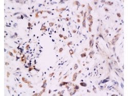 B7H4 Rabbit anti-Human, Polyclonal, Bioss 100 &mu;L; Unconjugated:Antibodies,