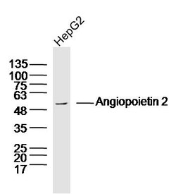 Angiopoietin 2 Rabbit anti-Human, Polyclonal, Bioss 100 &mu;L; Unconjugated:Antibodies,