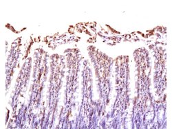Neuropilin 1 Rabbit anti-Human, Polyclonal, Bioss 100 &mu;L; Unconjugated:Antibodies,