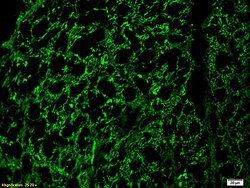 Neurofilament H Rabbit anti-Human, Polyclonal, Bioss 100 &mu;L; Unconjugated:Antibodies,