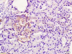 FAM3B/PANDER Rabbit anti-Human, Polyclonal, Bioss 100 &mu;L; Unconjugated:Antibodies,