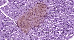 FAM3B/PANDER Rabbit anti-Human, Polyclonal, Bioss 100 &mu;L; Unconjugated:Antibodies,