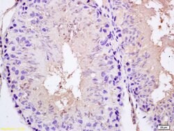SPAG5 Rabbit anti-Human, Polyclonal, Bioss 100 &mu;L; Unconjugated:Antibodies,