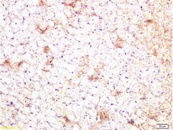 CTGF Rabbit anti-Human, Polyclonal, Bioss 100 &mu;L; Unconjugated:Antibodies,