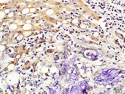 Kisspeptin Rabbit anti-Human, Polyclonal, Bioss 100 &mu;L; Unconjugated:Antibodies,