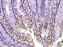 Kisspeptin Rabbit anti-Human, Polyclonal, Bioss 100 &mu;L; Unconjugated:Antibodies,
