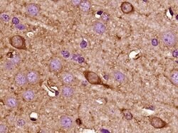 Kisspeptin Rabbit anti-Human, Polyclonal, Bioss 100 &mu;L; Unconjugated:Antibodies,