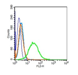 Vimentin Rabbit anti-Human, Polyclonal, Bioss 100 &mu;L; Unconjugated:Antibodies,
