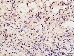 Vimentin Rabbit anti-Human, Polyclonal, Bioss 100 &mu;L; Unconjugated:Antibodies,