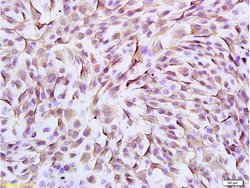 Vimentin Rabbit anti-Human, Polyclonal, Bioss 100 &mu;L; Unconjugated:Antibodies,