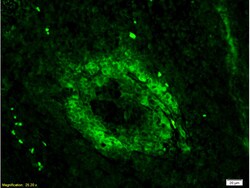 CD3 epsilon Rabbit anti-Human, Polyclonal, Bioss 100 &mu;L; Unconjugated:Antibodies,