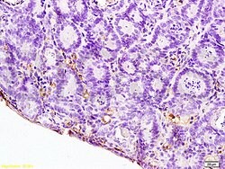 IL-12 alpha Rabbit anti-Human, Polyclonal, Bioss 100 &mu;L; Unconjugated:Antibodies,