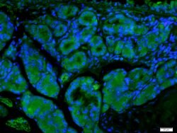 ECM1 Rabbit anti-Human, Polyclonal, Bioss 100 &mu;L; Unconjugated:Antibodies,