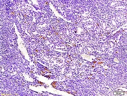 ECM1 Rabbit anti-Human, Polyclonal, Bioss 100 &mu;L; Unconjugated:Antibodies,