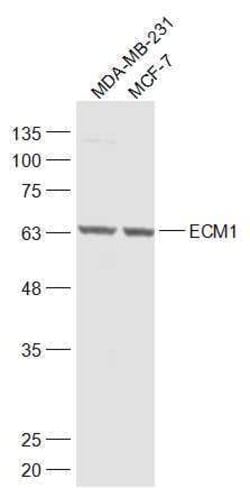 ECM1 Rabbit anti-Human, Polyclonal, Bioss 100 &mu;L; Unconjugated:Antibodies,