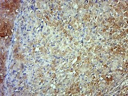Fibulin 5 Rabbit anti-Human, Polyclonal, Bioss 100 &mu;L; Unconjugated:Antibodies,