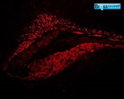 IL-1 Beta Rabbit anti-Human, Polyclonal, Bioss 100 &mu;L; Unconjugated:Antibodies,