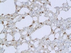 IL-1 Beta Rabbit anti-Human, Polyclonal, Bioss 100 &mu;L; Unconjugated:Antibodies,